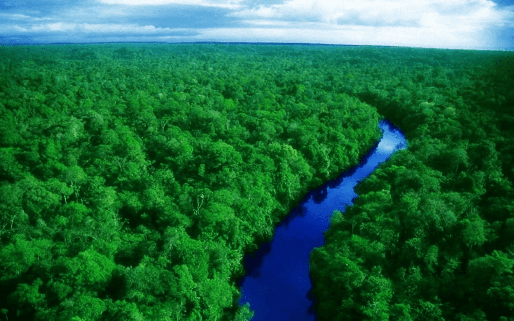 amazonforest