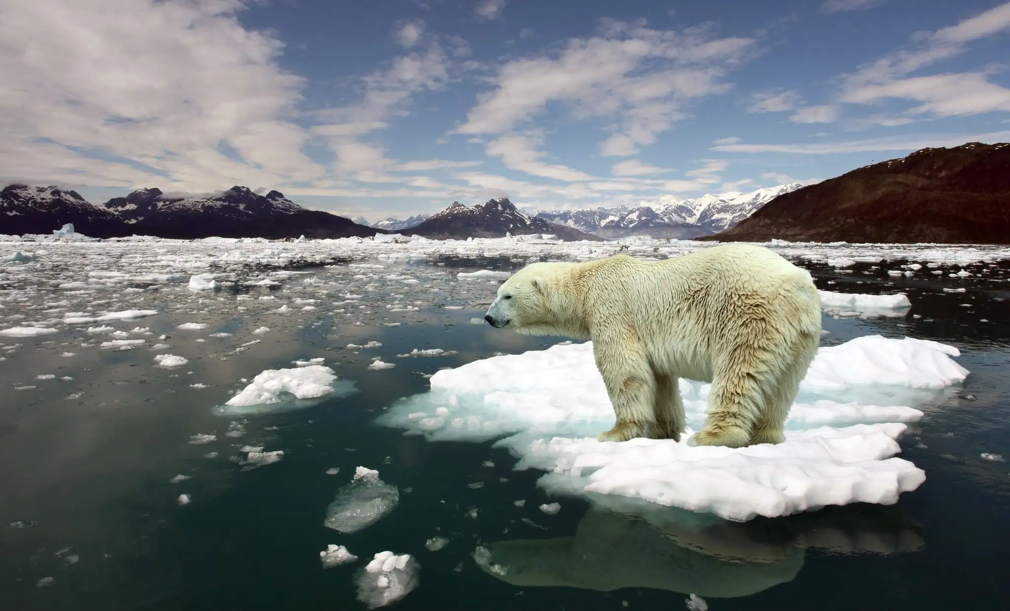 global-warming-bears-animals-polar-wallpaper