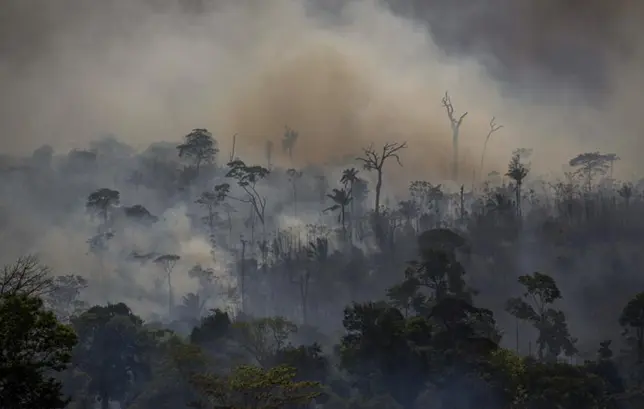 Amazonia sumidouro de carbono